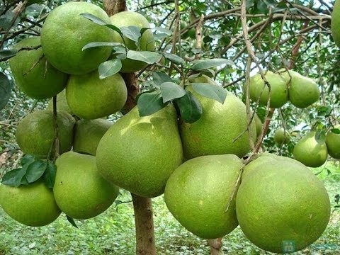 Product Info Image 1